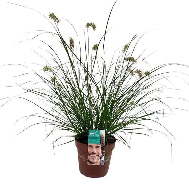 Picture of Pennisetum alopecuroides little bunny