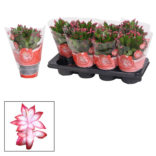 Picture of SCHLUMBERGIA RED