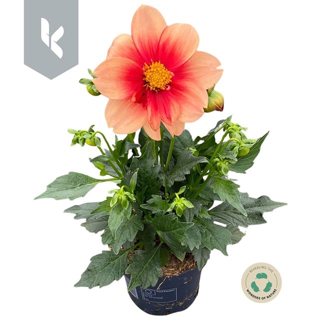 Picture of Dahlia summerbees salmon bicolor