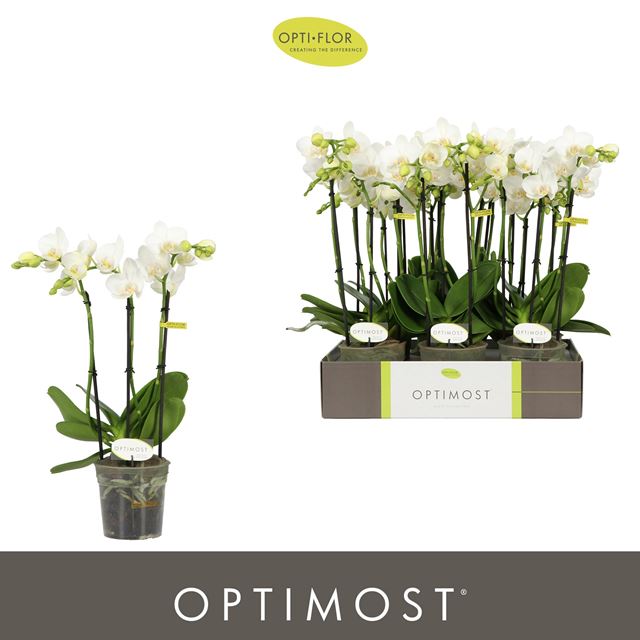 Picture of Phalaenopsis 03-stem amabilis starrion