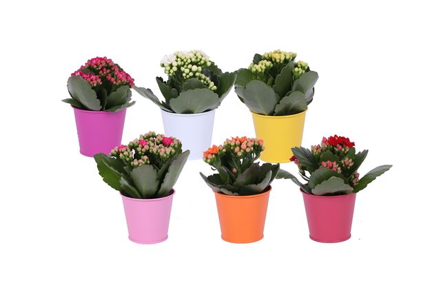 Picture of KALANCHOE DOUBLE MIX IN ZINC POT