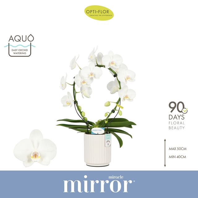 Picture of Phalaenopsis 02-st mirror miracle aurora in cer