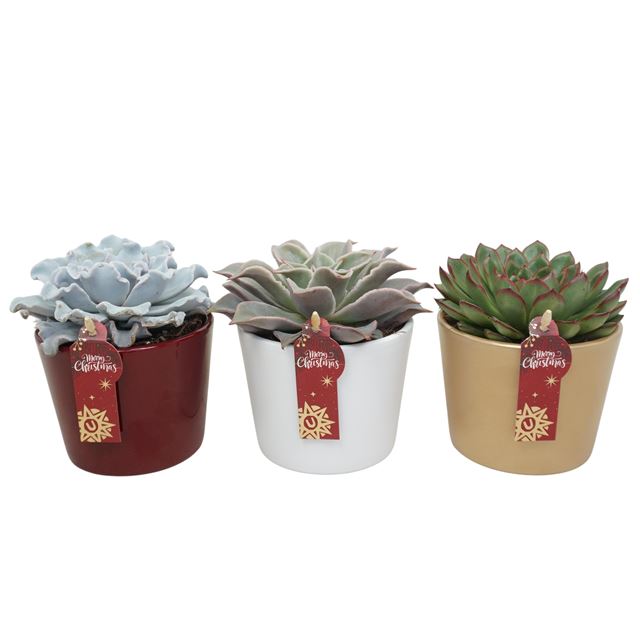 Picture of ECHEVERIA MIX IN XMAS CERAMIC MIX