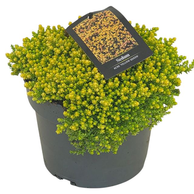 Picture of Sedum yellow queen