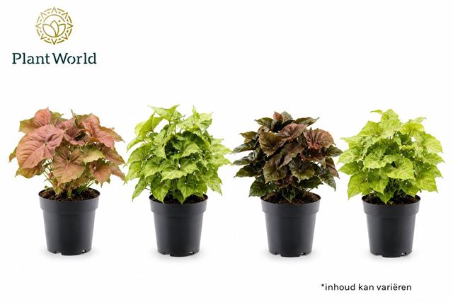 Picture of Syngonium mix