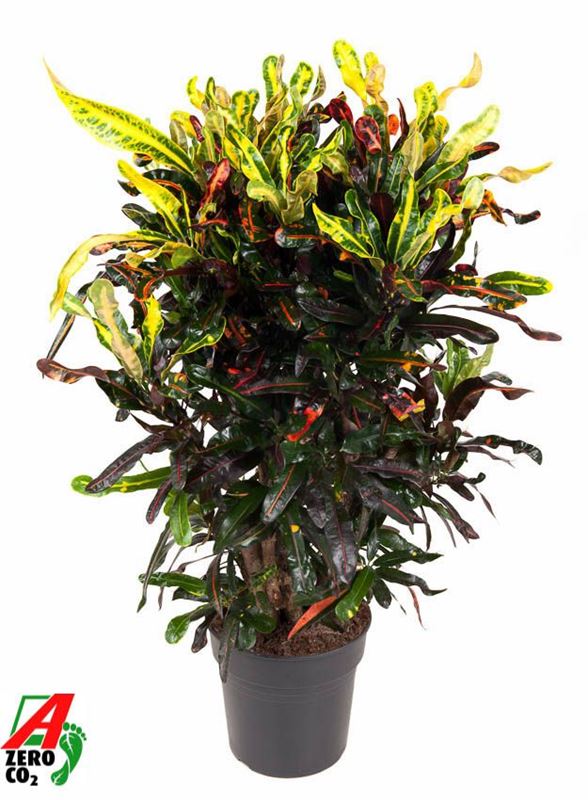 Picture of Codiaeum mammi