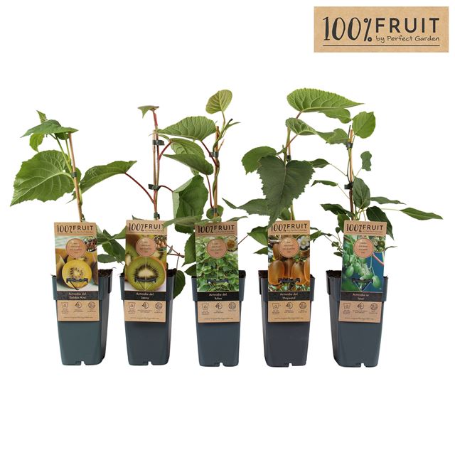 Picture of Actinidia mix