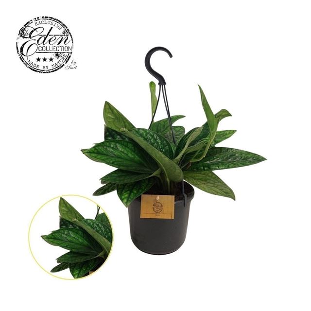 Picture of Epipremnum marble planet hanging basket