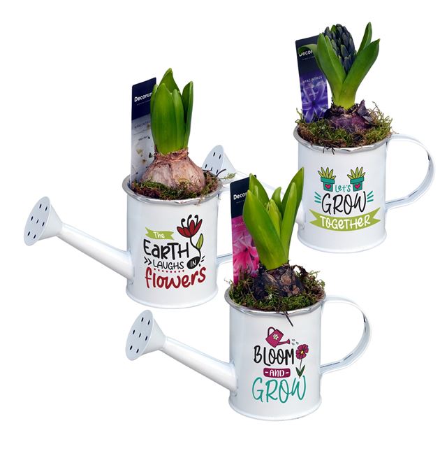Picture of Hyacinthus 01bulb zinc mini watering can