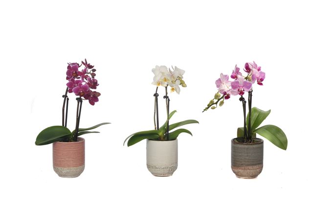 Picture of PHALAENOPSIS 02-STEM MINI MIX IN CERAMIC