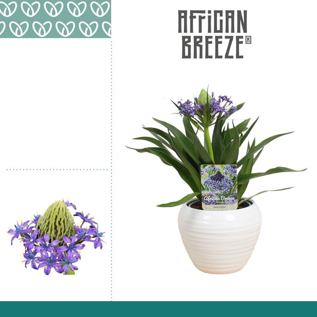 Picture of Scilla peruviana in ceramic pot