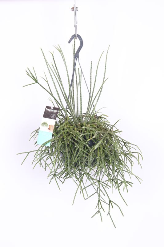 Picture of RHIPSALIS PILOCARPA HANGING BASKET