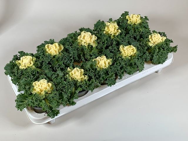 Picture of Brassica oleracea curly white