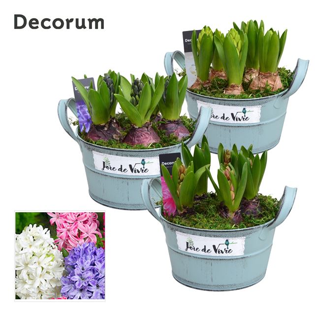 Picture of Hyacinthus 05bulbs zinc joie de vivre