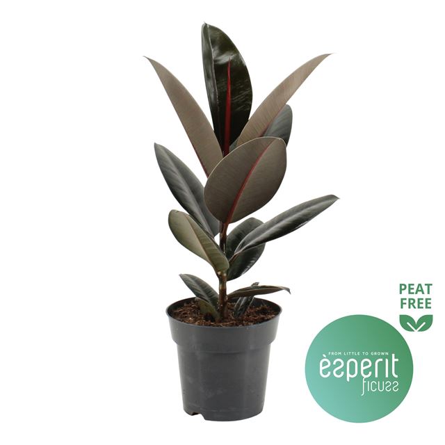Picture of FICUS ELASTICA ABIDJAN