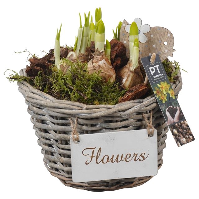 Picture of Narcissus arrangement in wicker basket