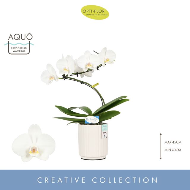 Picture of PHALAENOPSIS 01-STEM BALLETTO WING IN CERAMIC