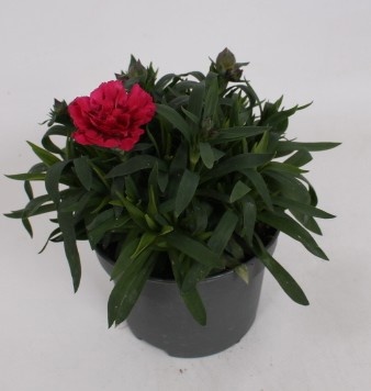 Picture of Dianthus caryophyllus oscar purple