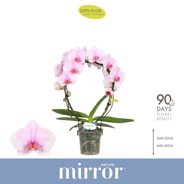 Picture of Phalaenopsis 02-stem mirror miracle tiana