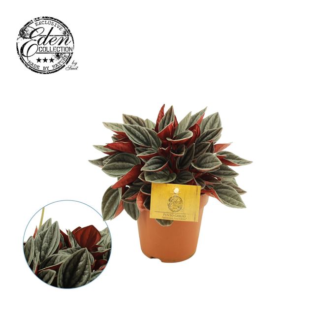 Picture of Peperomia santorini