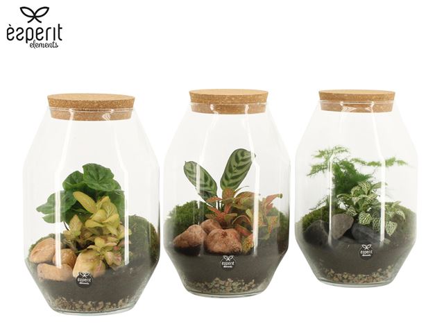 Picture of Terrarium