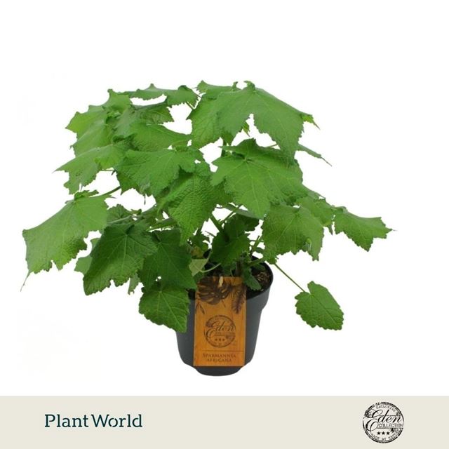 Picture of Sparmannia africana