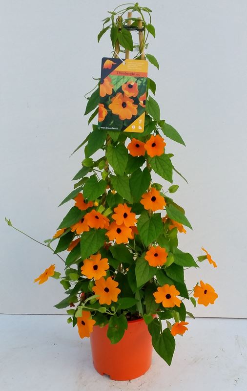 Picture of Thunbergia alata pyramid orange