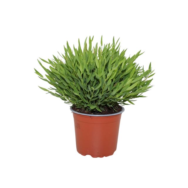 Picture of Bamboo monica