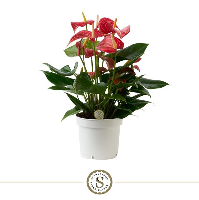 Picture of Anthurium livium micra red