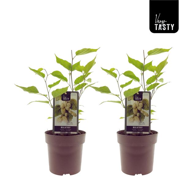 Picture of Morus alba dolce vita