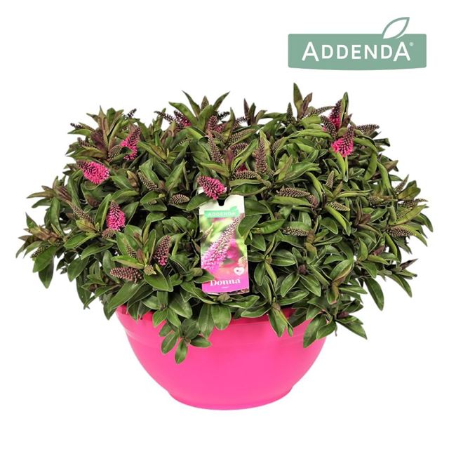 Picture of HEBE/VERONICA ADDENDA PINK
