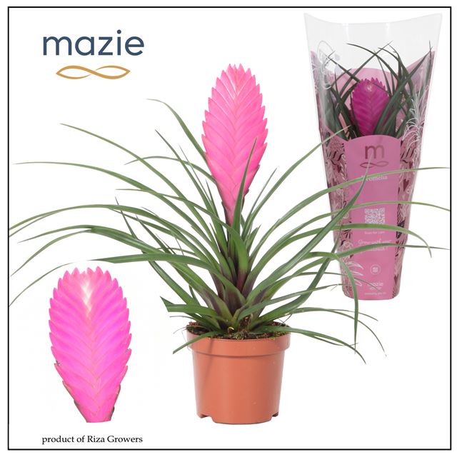 Picture of Tillandsia charlie