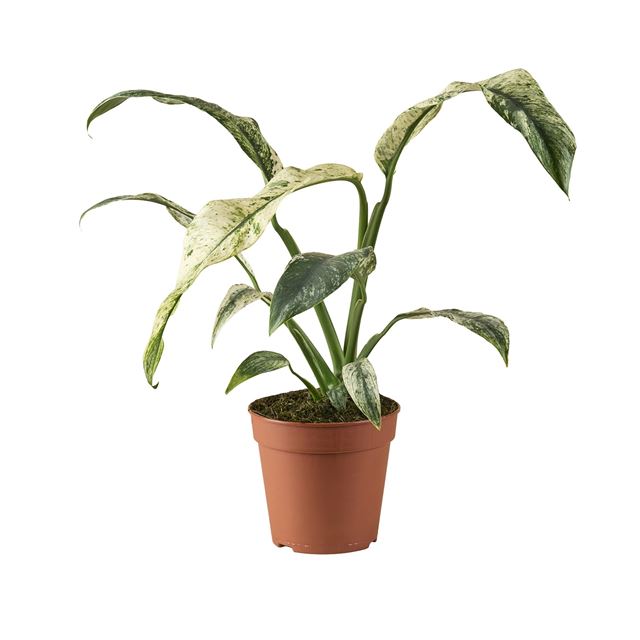 Picture of Rhaphidophora puberula variegata