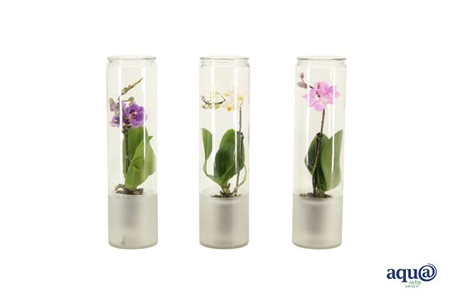 Picture of Phalaenopsis 01-stem mini mix in cilinderglass