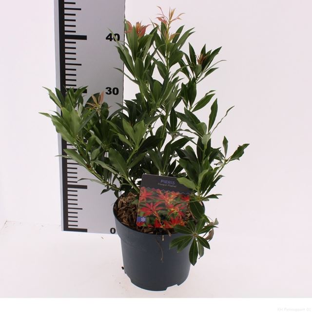 Picture of Pieris japonica forest flame