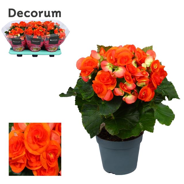 Picture of BEGONIA ELATIOR ORANGE