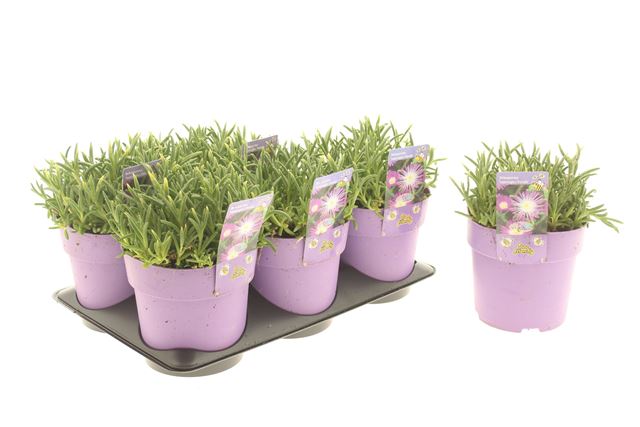 Picture of Delosperma suntropics purple