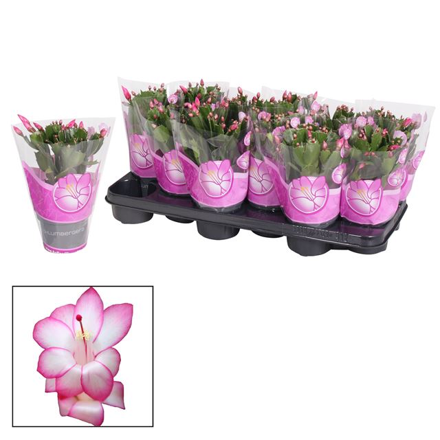 Picture of Schlumbergera purple