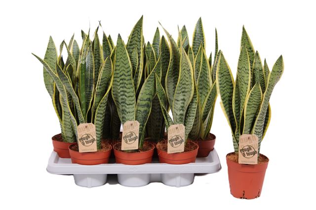 Picture of Sansevieria trifasciata laurentii