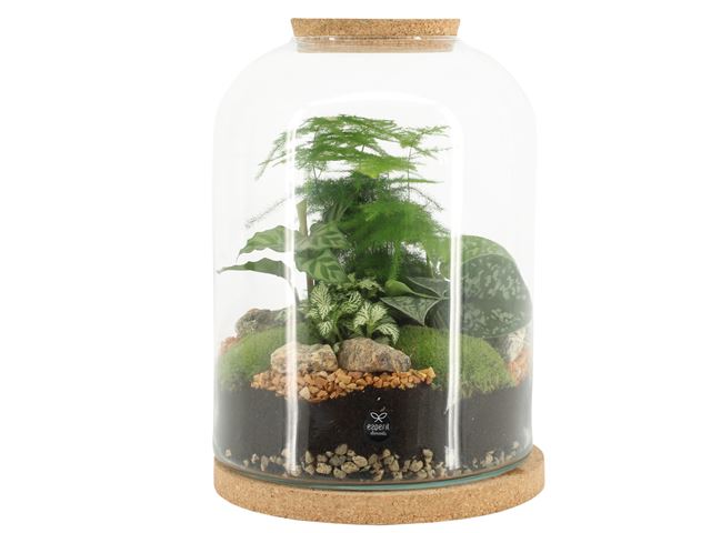 Picture of TERRARIUM