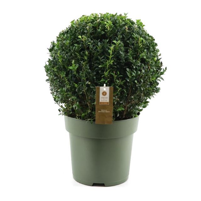Picture of BUXUS SEMPERVIRENS BALL 035CM