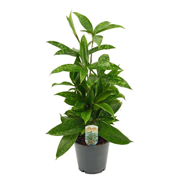 Picture of DRACAENA SURCULOSA