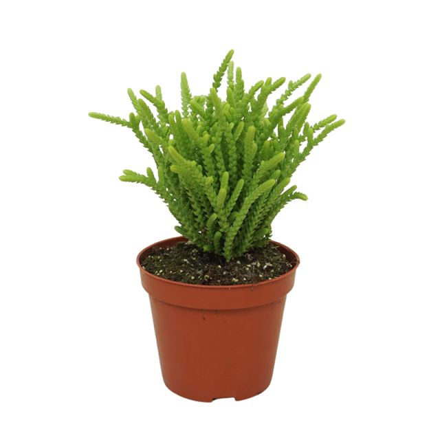 Picture of Crassula muscosa