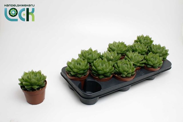 Picture of HAWORTHIA COOPERI