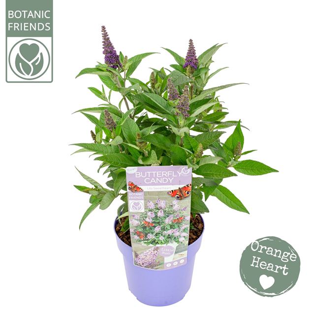 Picture of BUDDLEJA BUTTERFLY CANDY LILA SWEETHEART