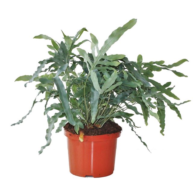 Picture of PHLEBODIUM AUREUM BLUE STAR