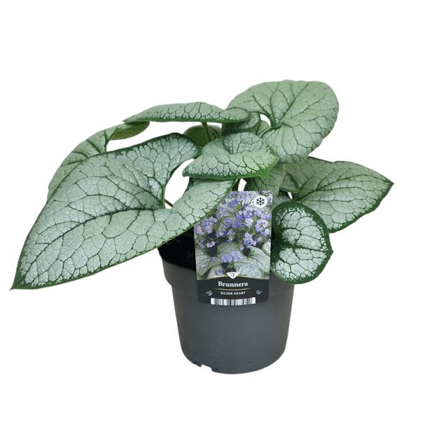 Picture of Brunnera macrophylla silver heart