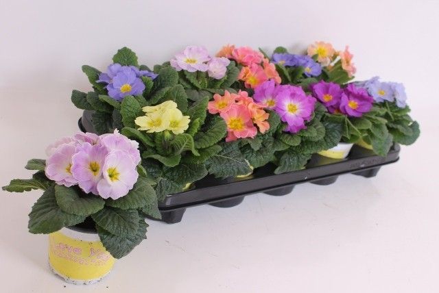Picture of Primula ily specials mix