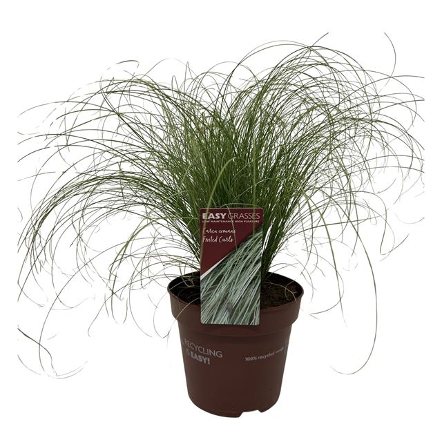 Picture of Carex comans frosted curls