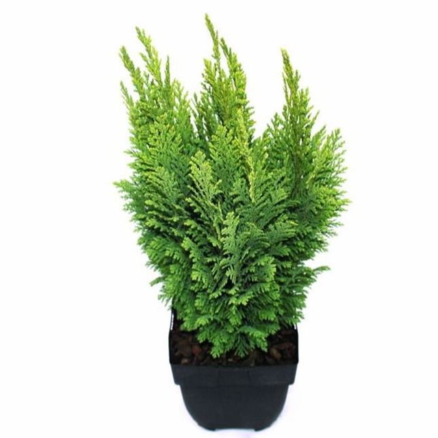 Picture of CHAMAECYPARIS LAWSONIANA EMPIRE- BUITENHUIS
